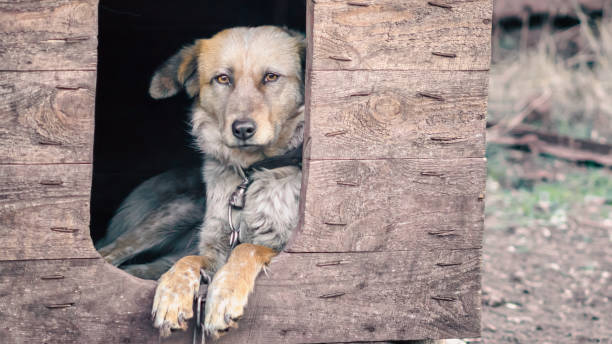 mongrel dog on a chain in a farm old style photocolse up