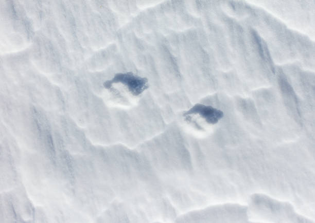 istock The snow is white and the ground is covered in it 2187253793