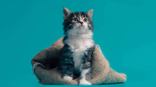 tabby cat gets out of the sack on a turquoise background
