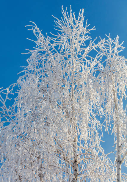 istock A tree with a lot of snow on it is in front of a blue sky 2187254107