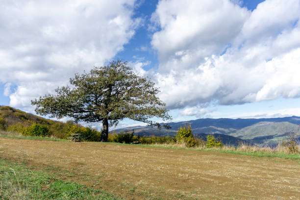 Lonely tree with partially fallen leaves on green grass. Mountains, hills and sky with clouds in the background