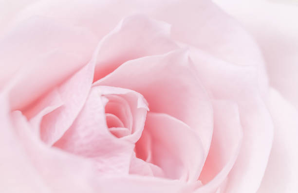 Abstract floral background, pink pale rose flower petals, soft focus. Macro flowers backdrop for holiday brand design