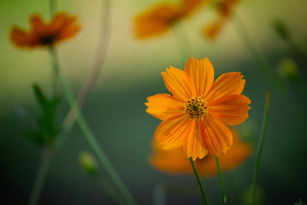 Tangerine Gem marigold (Tagetes tenuifolia) flower photographed directly in the wild. The orange flower contrasts with the green leaves in the background. The photo was taken using the bokeh technique