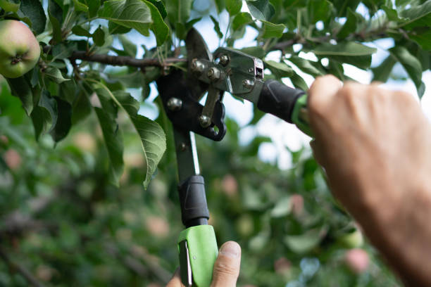 istock A person carefully trims a branch using garden scissors, ensuring healthy growth for the tree. The scene is set in a vibrant garden filled with greenery 2187262335