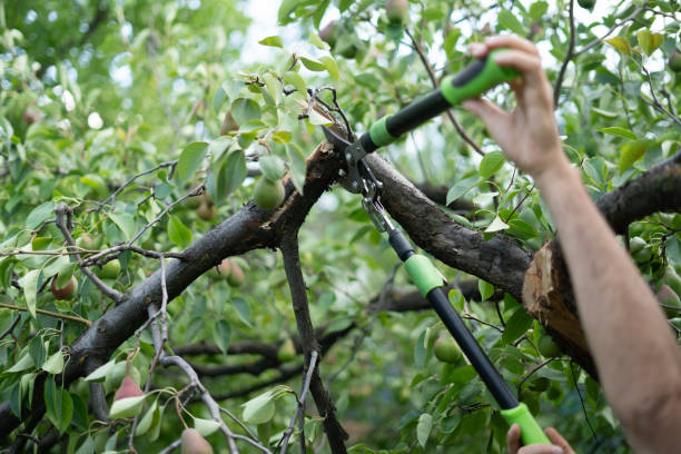 istock A person carefully trims a branch using garden scissors, ensuring healthy growth for the tree. The scene is set in a vibrant garden filled with greenery 2187262344