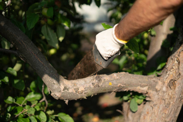 istock A skilled individual operates a hand trim saw to prune branches from a fruit tree, ensuring healthy growth while enjoying a bright, sunny day in the garden 2187262388