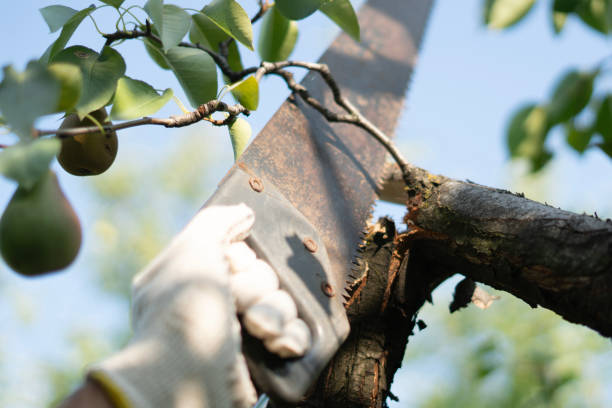 istock A skilled individual operates a hand trim saw to prune branches from a fruit tree, ensuring healthy growth while enjoying a bright, sunny day in the garden 2187262394