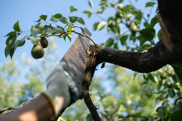 istock A skilled individual operates a hand trim saw to prune branches from a fruit tree, ensuring healthy growth while enjoying a bright, sunny day in the garden 2187262395