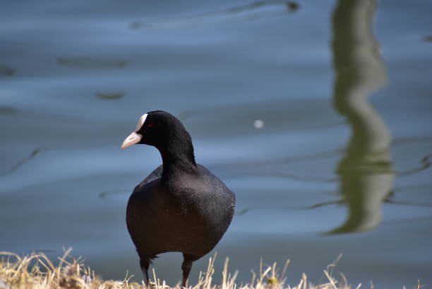 Common coot on near water side.Not retouching photo.This place is Ueno park in Taito city.