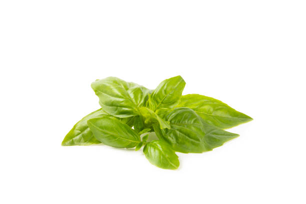 istock Basil isolated on white background. Fresh organic basil leaves isolated on white background. Spices. Vegan. 2187263980