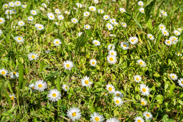 A sea of ​​daisies