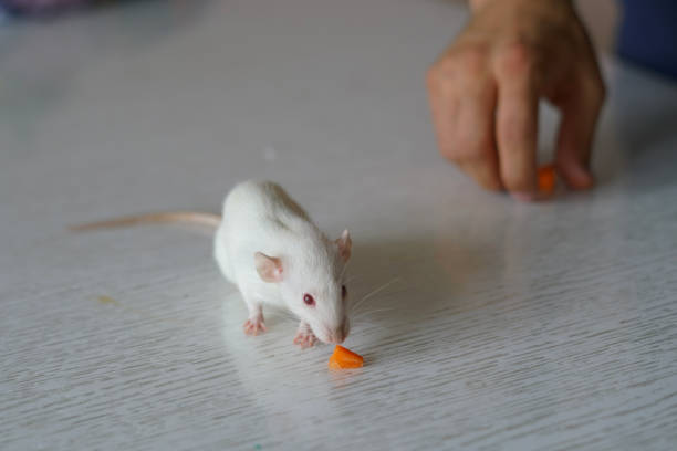 Albino rat on the black background