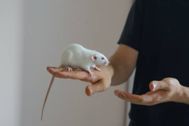 istock In a relaxed indoor environment, an individual gently cradles a white rat on their palm, highlighting the connection between humans and small pets. The soft light creates a warm atmosphere 2187265149