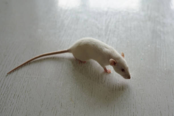 Black computer mouse with cable isolated on white background