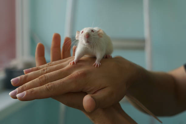 istock close up white home rat in a softly lit indoor environment 2187265156