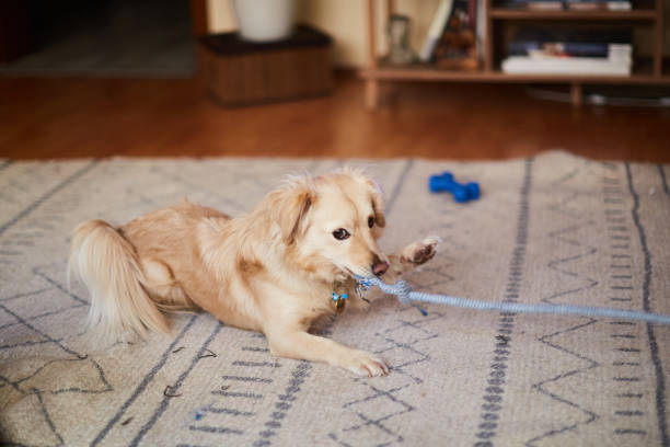 istock dog in the home 2187267639