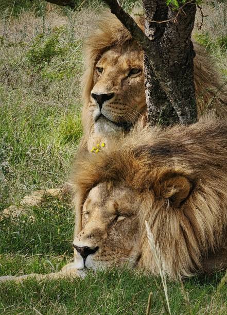 Lions resting together in the wild with soft sunlight casting a warm atmosphere, taken in the scenic Kruger Park, illustrating the harmony and strength of these magnificent wild animals in nature.