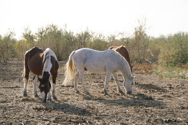 istock Horses grazing peacefully in a sunlit field during midday under a clear sky surrounded by sparse foliage 2187267943