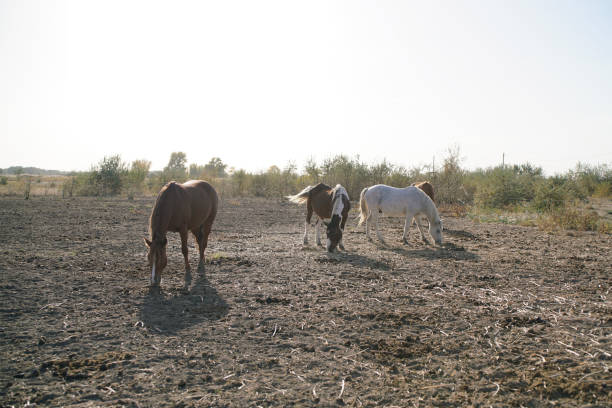 Horses grazing peacefully in a sunlit field during midday under a clear sky surrounded by sparse foliage