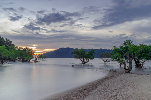 mangrove trees along the coastline at dusk