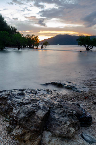 mangrove trees along the coastline at dusk