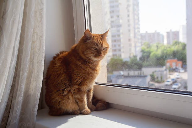 istock Red cat sits on the window on a sunny day 2187269339