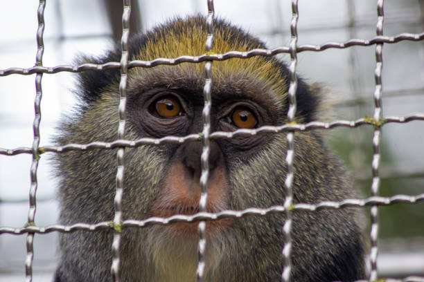 small monkey in a cage in a zoo close-up in the Czech Republic