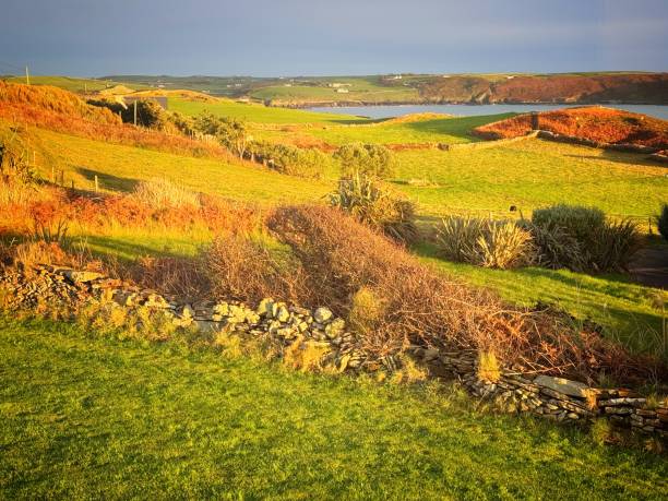 Rolling Irish countryside lit by the evening golden light