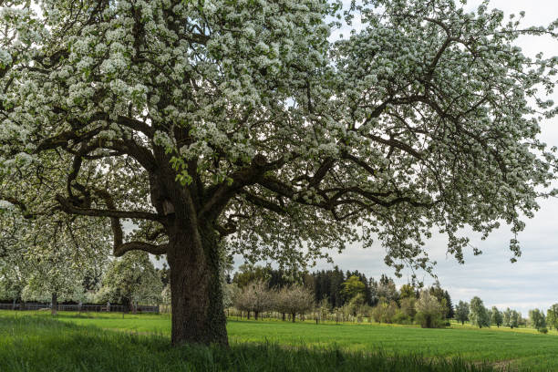 Close-up of a flowering pear tree (Pyrus) in a meadow, Egnach, Canton of Thurgau, Switzerland.