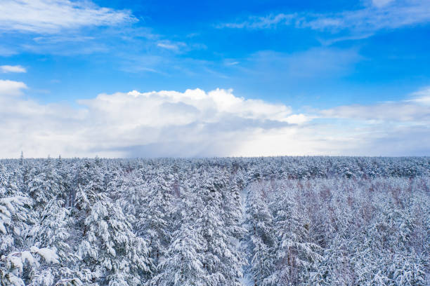 A wide expanse of snow-covered pine trees stretches beneath a vibrant blue sky dotted with clouds. The treetops glisten in the natural light, showcasing a typical winter landscape.