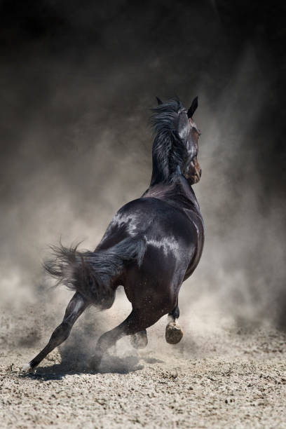 Young grey lipizzaner