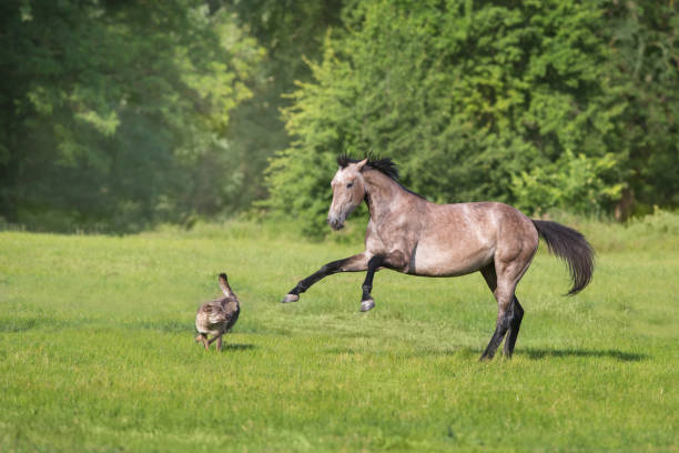 istock Horse play fun free with dog 2187275109