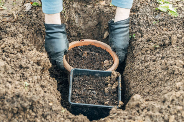 istock Winter digging of plants into pots in the ground 2187275480