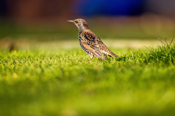 Common Starling (Sturnus vulgaris) on a Winter lawn searching for food.