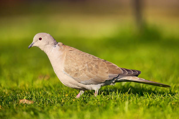 Collared Dove looking for food on a Winter lawn.