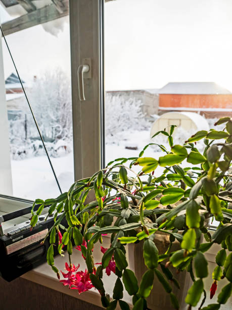 istock Blooming Christmas cactus in a pot on the windowsill 2187278012