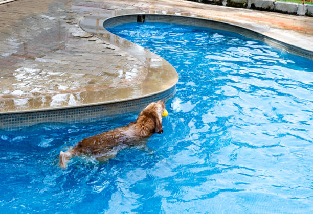 istock Dog Days of Summer 2187278186
