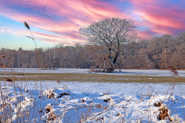 Snow-covered field with a lone tree and vibrant sky, creating a dramatic and serene winter landscape during daytime