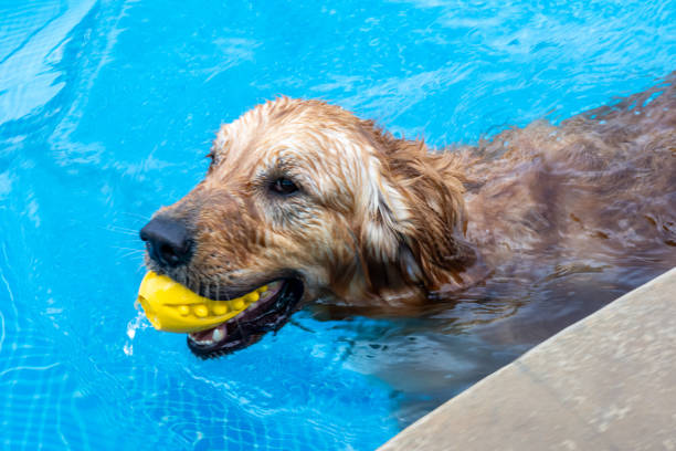 istock Golden Fun in the Pool 2187278566