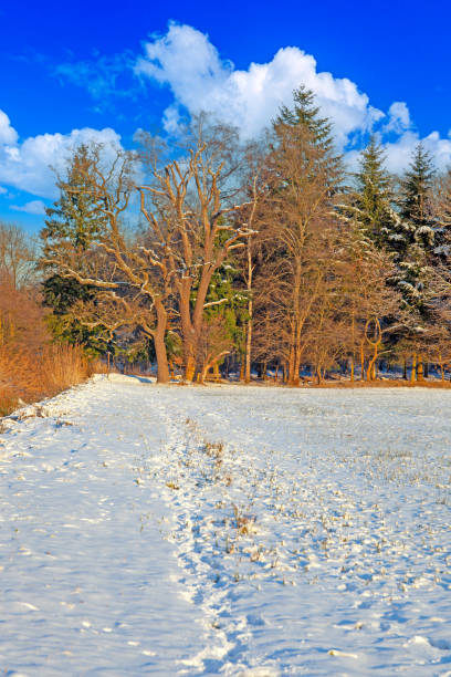 Snow-covered meadow with the sun rising, surrounded by trees, capturing a peaceful winter morning in winter