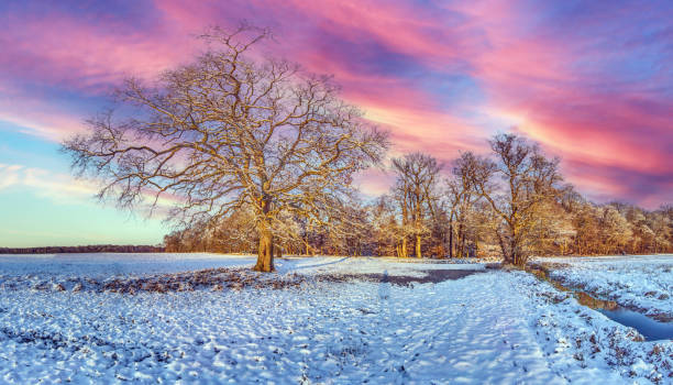 istock Snow-covered field with a lone tree and vibrant sky, creating a dramatic and serene winter landscape 2187279018