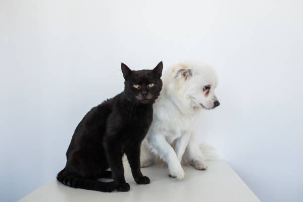 istock Black cat and white dog on a white background 2187279715