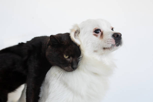 istock Black cat and white dog on a white background 2187279760
