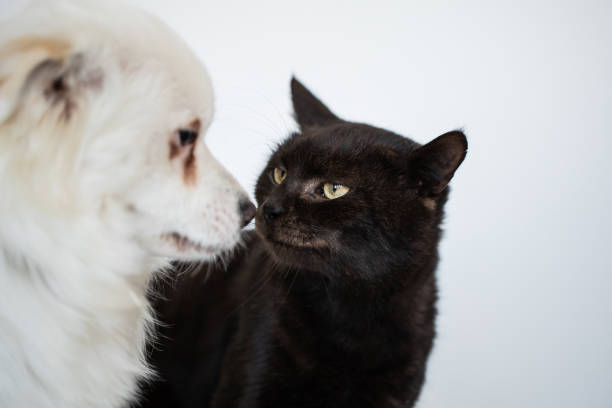istock Black cat and white dog on a white background 2187280371