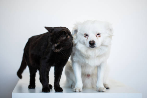 A black domestic cat and white mixed breed dog on a white background