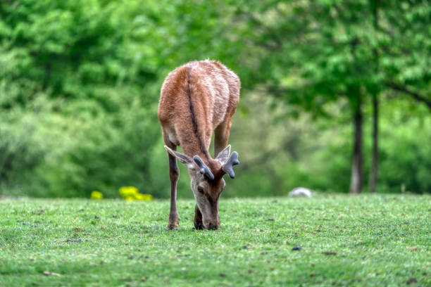 istock Portrait of a deer 2187280458