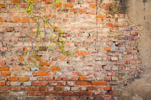 istock old brick wall. grunge surface with plant in front 2187280590
