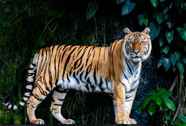 istock Tigers, wildlife conservation animals, near extinction 2187281628