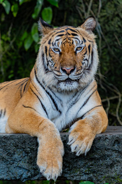 istock Tigers, wildlife conservation animals, near extinction 2187281629