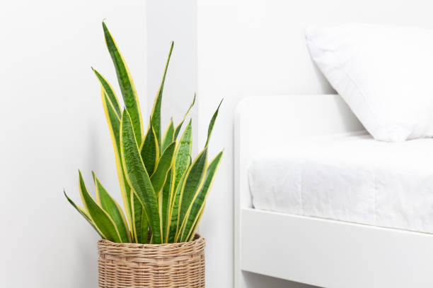 istock Sansevieria trifasciata or Snake plant in bedroom 2187282906